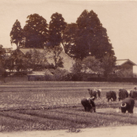 東野尻村周辺で撮影された田植え風景