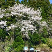 増山城跡の桜