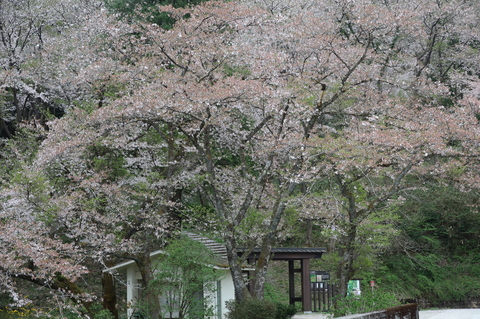 冠木門と桜を1枚に収めました。