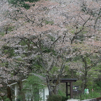 冠木門と桜
